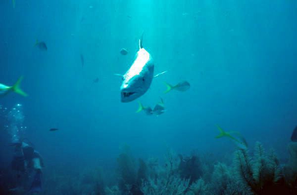 Capt. Spence Slate's pet barracuda "George".