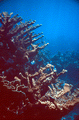 Florida Memory • Elkhorn coral at the Eastern Dry Rocks reef - Key West ...