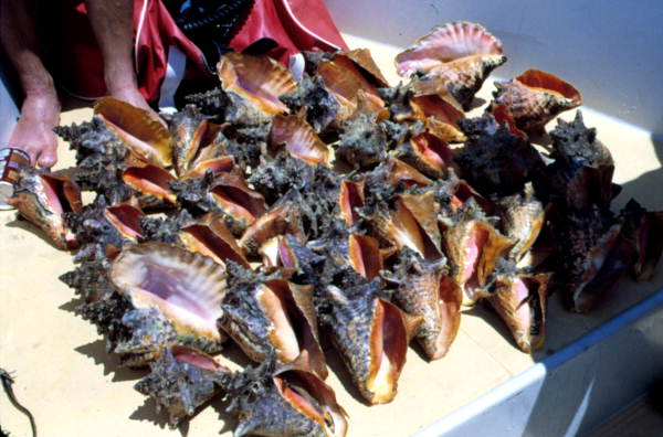 Conch harvest.