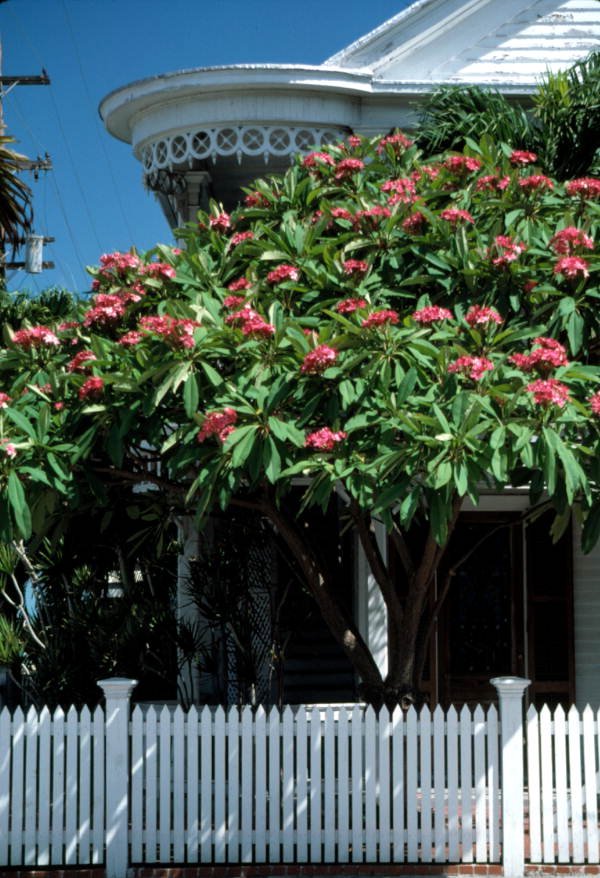 Frangipani at the old Cuban Consulate house - Key West, Florida.