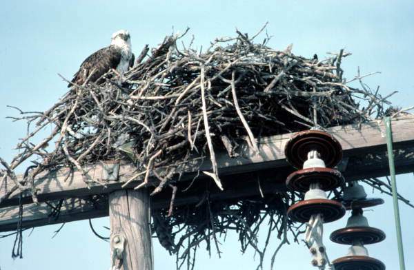 Osprey by its nest off United States Highway 1 - Little Torch Key, Florida