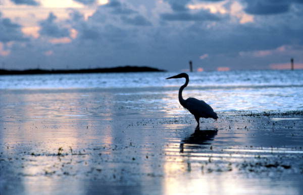 White Heron on the flats - Key West, Florida.
