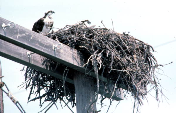 Osprey by its nest off United States Highway 1 - Little Torch Key, Florida