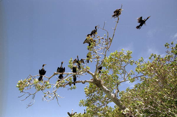Close-up view of Cormorant birds in a tree - Bay Keys, Florida