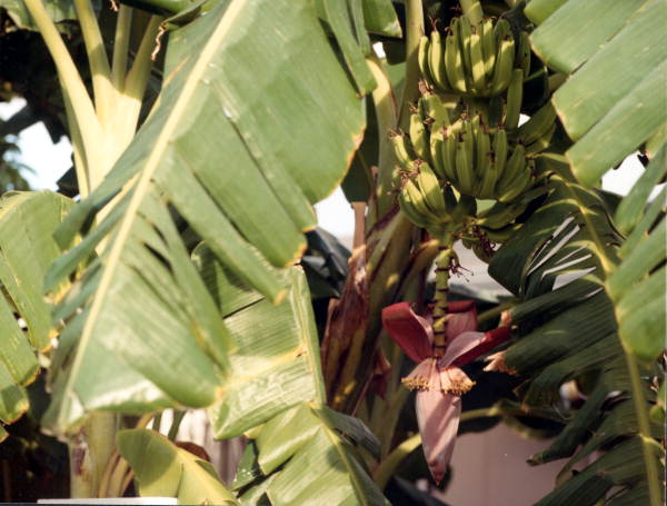 Bananas.