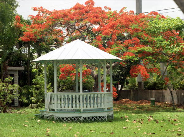 Gazebo, with Royal Poinciana tree in background, in the back yard of residence on Flagler Avenue, Key West, Florida.