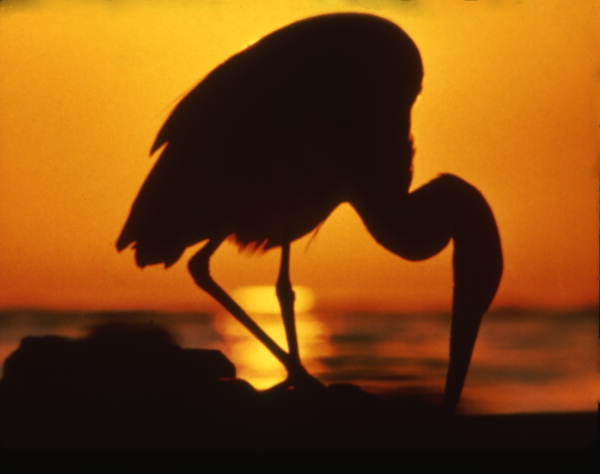 Bird silhouette.