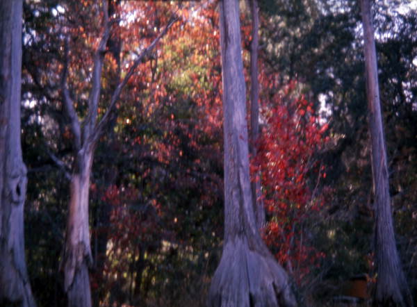 Cypress trees