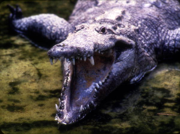 Crocodile.