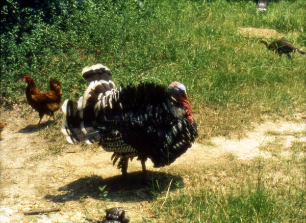 Turkey.
