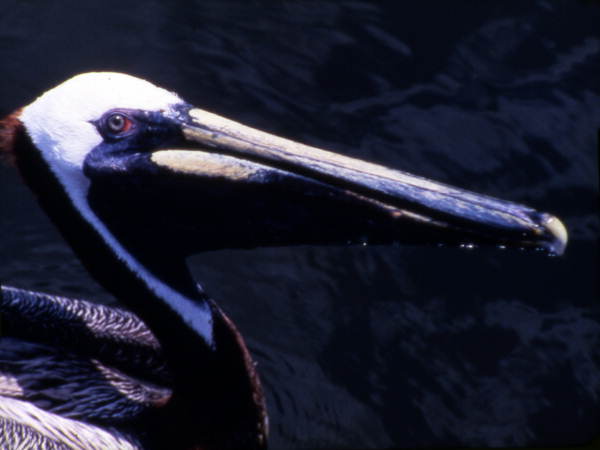Pelican.