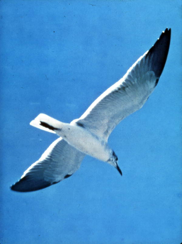 Seagull.