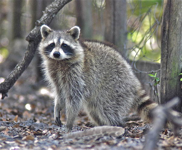 Raccoon in Glades County, Florida.
