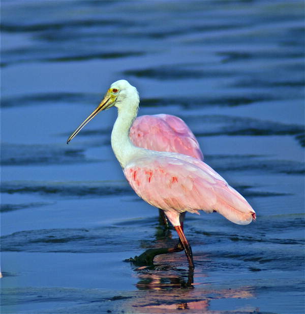 View of a Roseate spoonbill in Cedar Key, Florida, 2006