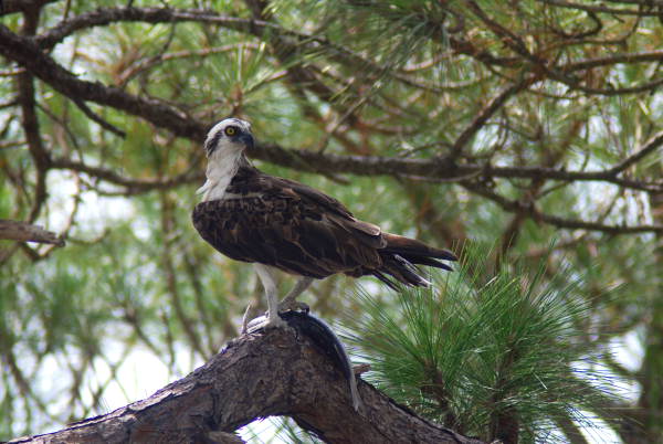 Osprey with a mullet in Cedar Key, Florida.
