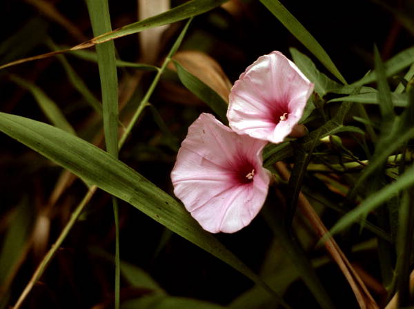 Wild flowers in the Florida Everglades.