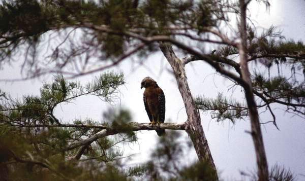 Red-shouldered hawk in the Florida Everglades.