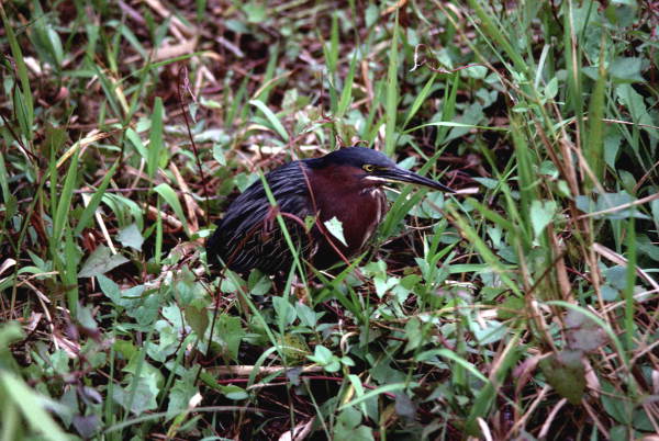 Green heron in the Florida Everglades.