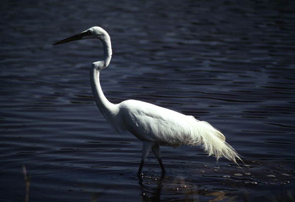 White egret in the Florida Everglades.