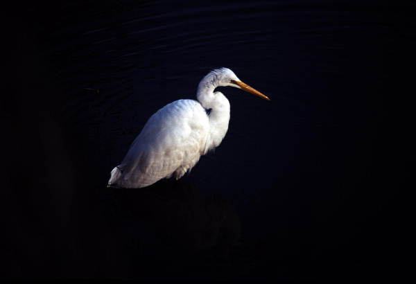 White egret in the Florida Everglades.