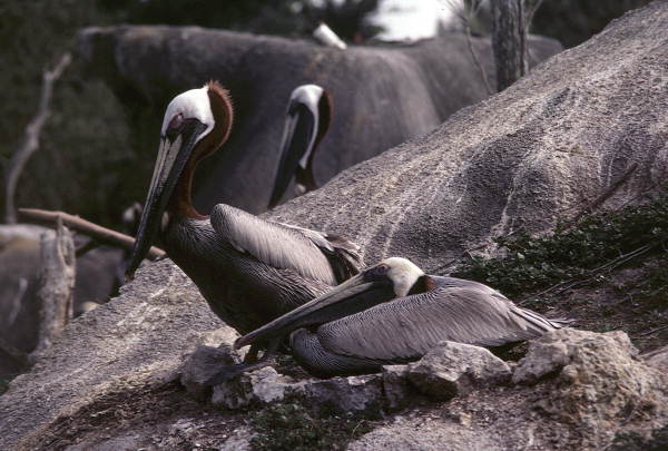 Brown pelicans in Florida.