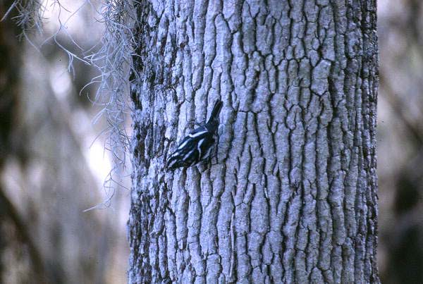 Black-and-white warbler (Mniotilta varia) in Manatee Springs State Park - Levy County, Florida