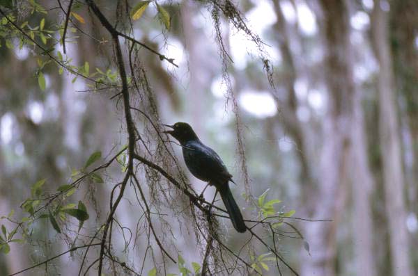 Boat-tailed grackle (Quiscalus major) - Saint Marks, Florida