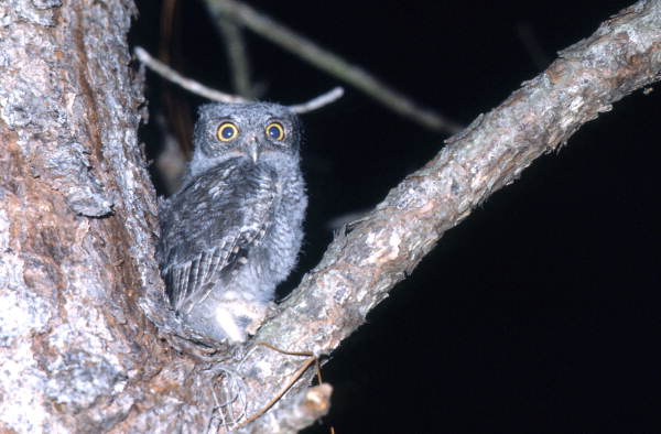 Immature Screech owl.