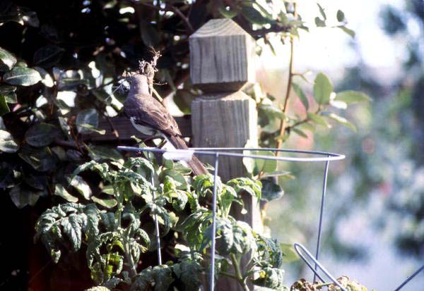 Mockingbird on tomato plant..