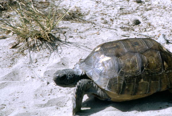 Gopher tortoise - Leon, Florida.