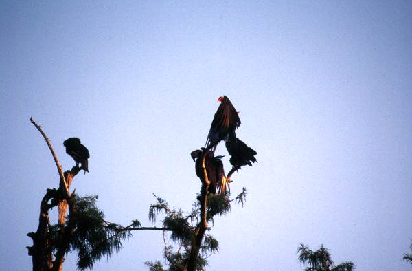 Turkey vulture (Cathartes aura) and Blackbird (Agelaius phoeniceus) in tree top