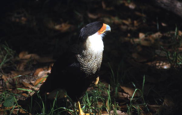 Caracara