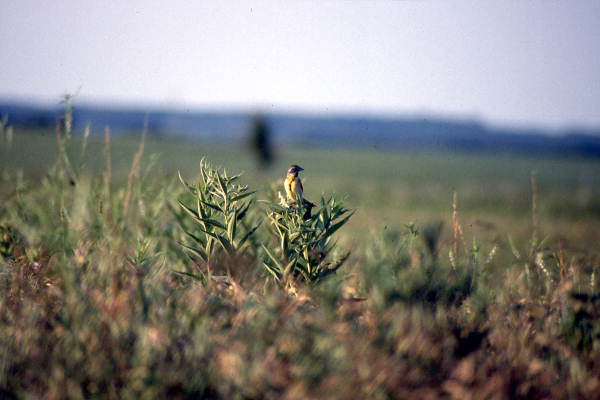 Dickcissel.