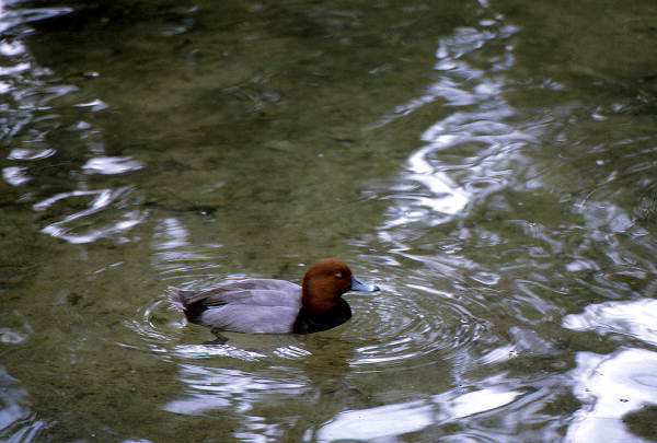 Red-headed diver (Aristonetta ferina) at Homosassa Springs.