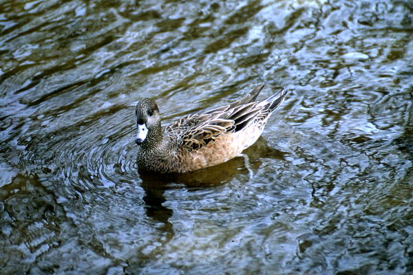 American Wigeon (Anas americana) duck in Homosassa Springs.