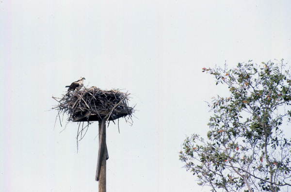 Osprey (Pandion haliaetus) at its nest - Sanibel, Florida