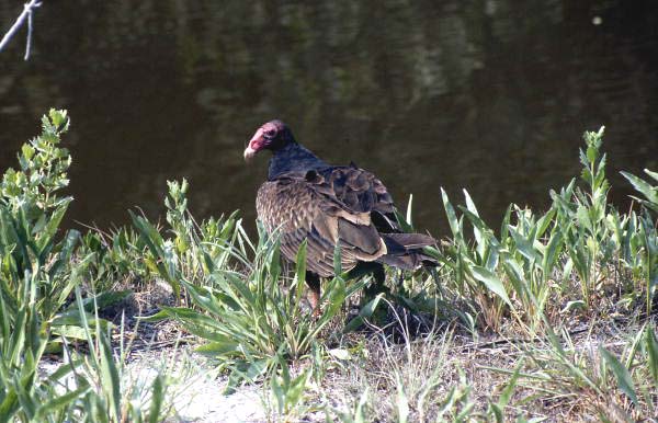 Turkey buzzard (Cathartes aura) - Sanibel, Florida
