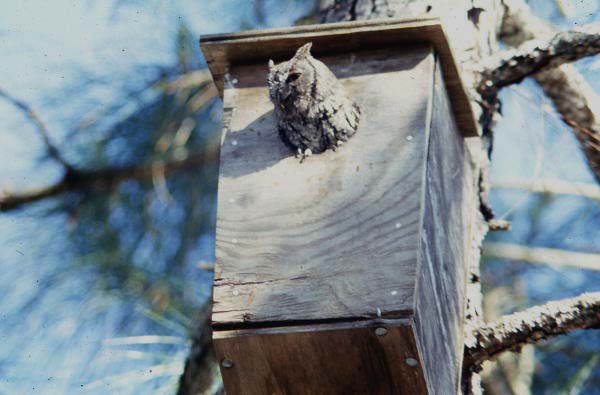 Screech owl in a box - Brevard County, Florida