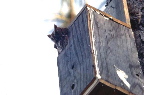 Screech owl in a box - Brevard County, Florida