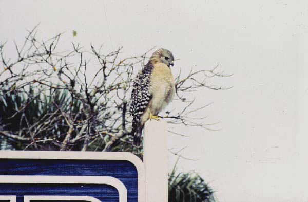 Red-shouldered hawk (Buteo lineatus) - Sanibel, Florida