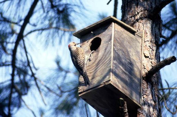 Yellow shafted flicker woodpecker (Colaptes auratus) in box..