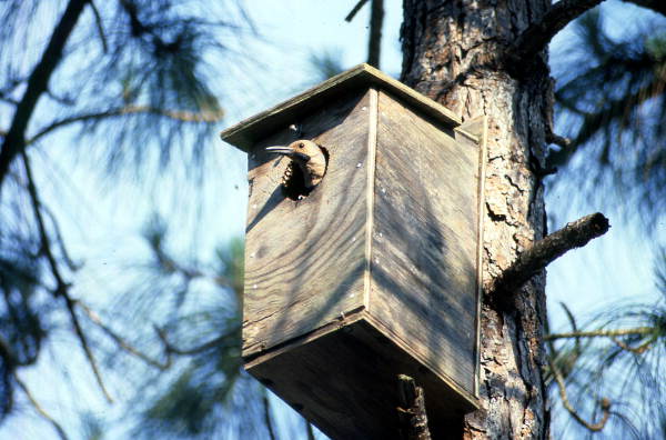 Yellow shafted flicker woodpecker (Colaptes auratus) in box..