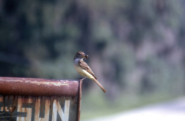 Great crested flycatcher (Myiarchus crinitus) on mailbox.