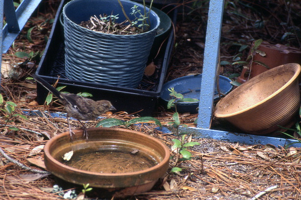 Immature Rufus-sided towhee (Pipilo erythrophthalmus) in the photographer's yard - Wakulla County, Florida