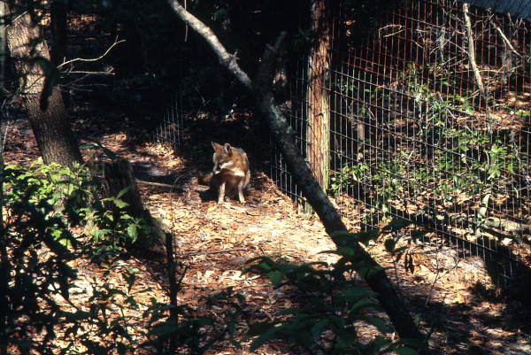 Grey fox (Urocyon cinereoargenteus) at the Tallahassee Jr. Museum.