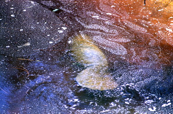 Manatee (Trichechidae) at Blue Springs - Volusia County, Florida