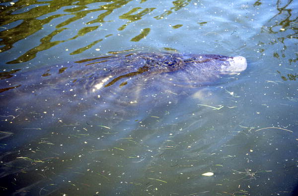 Manatee (Trichechidae) at Blue Springs - Volusia County, Florida