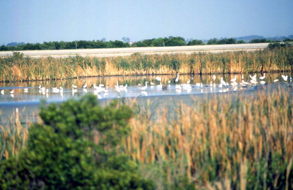 Wading birds at Merritt Island - Brevard County, Florida