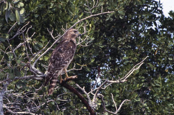 Red-shouldered hawk (Buteo lineatus) standing on a branch - Sanibel, Florida