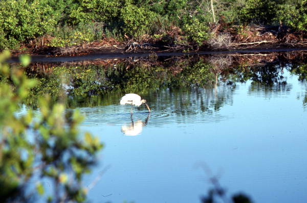 Wood stork (Mycteria americana) in the water - Merritt Island, Florida